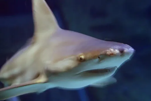 L'enfant de huit ans a été mordu à la jambe par un requin dans la région des Outer Banks.