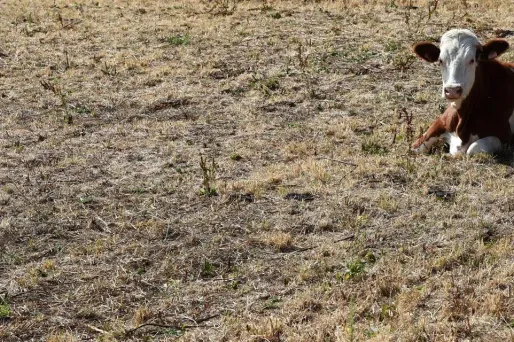 En difficulté face à la sécheresse, les agriculteurs vont pouvoir obtenir des dérogations pour cultiver sur des terrains en jachère.