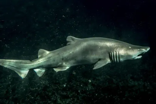 Le requin bouledogue est protégé depuis 2013 par le Code de l'environnement de la province sud.