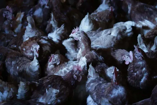 Deux enquêtes publiques ont récemment validé ce projet de poulailler géant. (Photo d'illustration)