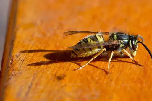 Erreur à ne pas commettre après une piqûre de guêpe : se frotter.