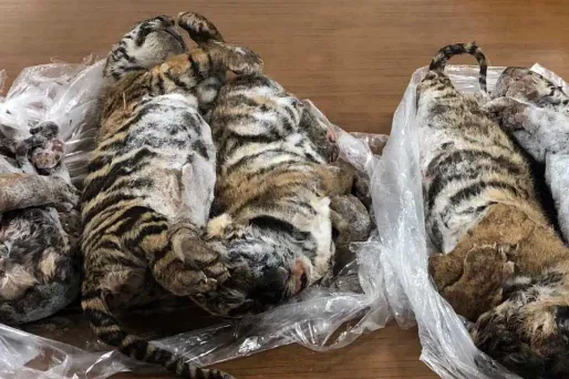 tigres congelés 1280