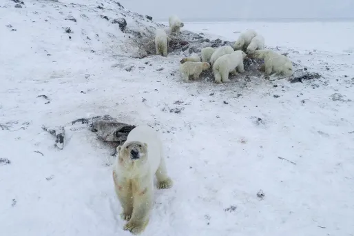 Ces ours sont à quelques encablures d'un village de l'extrême nord-est de la Russie.