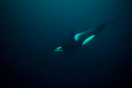 Une femelle orque. (Illustration)