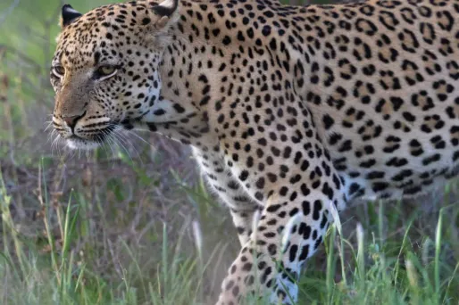 Les populations de faune sauvage ont décliné de 73% en moyenne en 50 ans, selon l'indice de référence du WWF