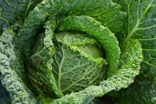 Un chou vert farci aux légumes