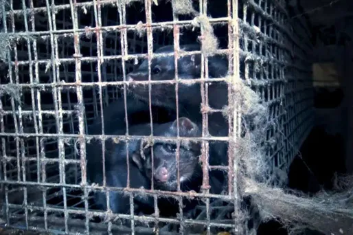 Les visons sont entassés dans de minuscules cages métalliques.
