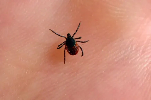 Les avocats comptent réunir à terme 300 plaignants atteints de la maladie de Lyme.