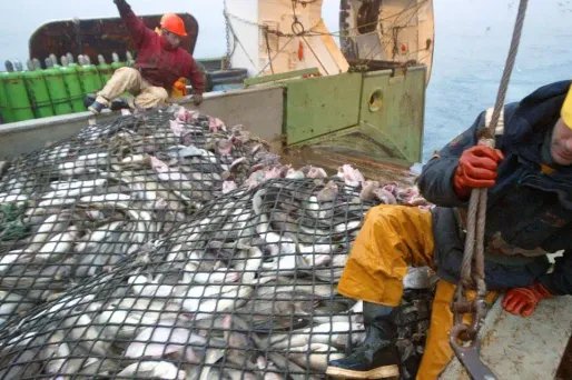 La moitié des chalutiers industriels sont chinois.