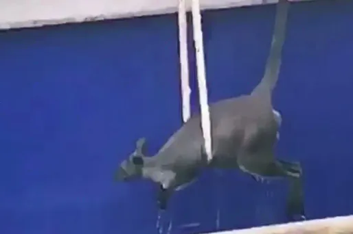 Un wallaby sauvé par un ferry dans le port de Sydney