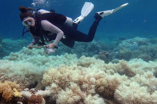 Les coraux sont particulièrement vulnérables aux microbes et bactéries transportées par les déchets plastique