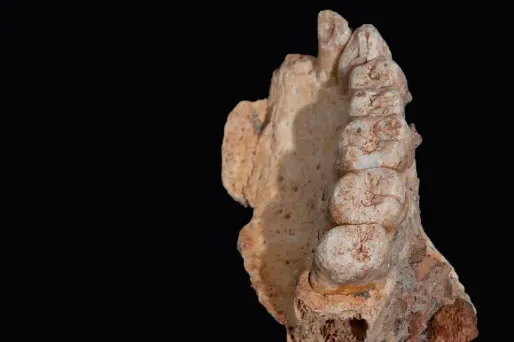 Le fossile découvert a entre 177.000 et 194.000 ans.