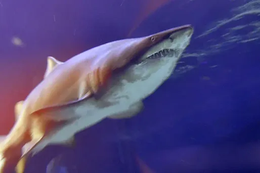 Requin bouledogue, 1280x640