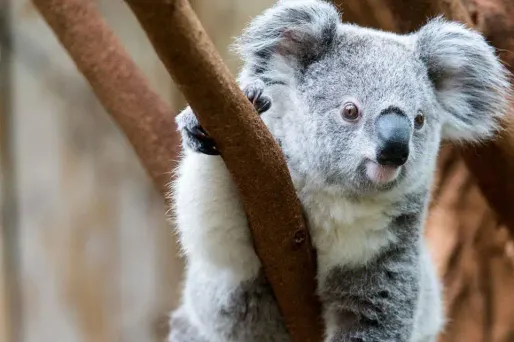 Les koalas sont de plus en plus menacés en Australie (photo d'illustration).