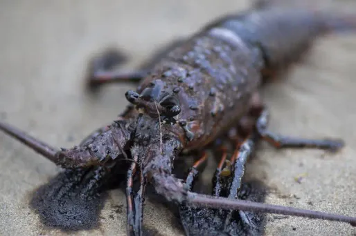 Les défenseurs des droits des animaux et des scientifiques estiment que les homards ressentent de la douleur lorsqu'ils sont ébouillantés.