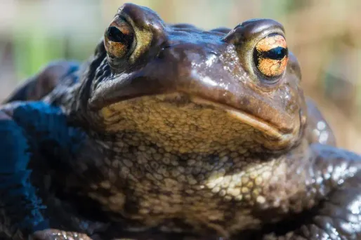Crapaud, 1280x640