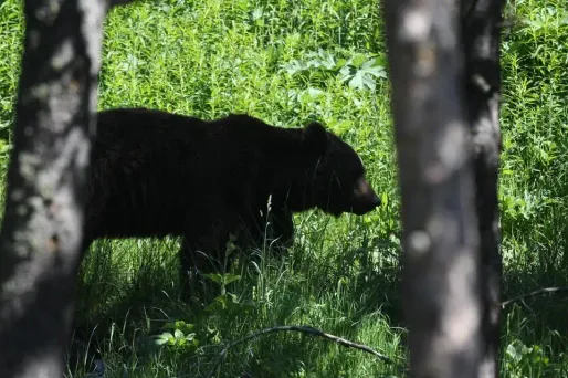 Photo d'illustration