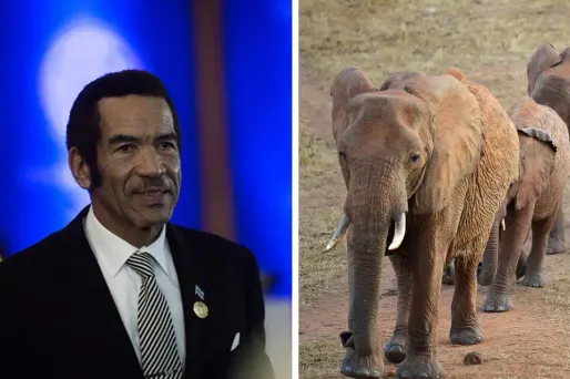 Le Botswana accuse les Etats-Unis d"'encourager le braconnage des éléphants"