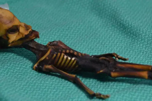 Le squelette est la propriété d'un collectionneur espagnol.