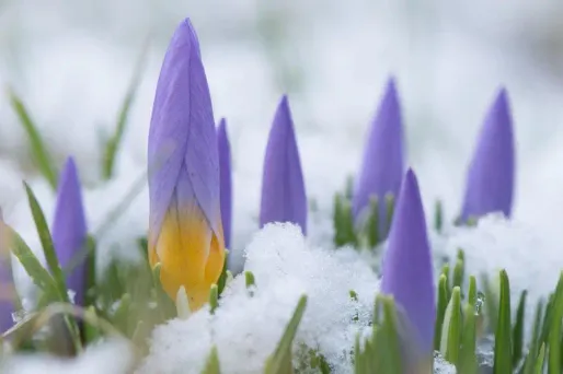 Météo France évoque un "épisode neigeux notable et tardif nécessitant une vigilance particulière".