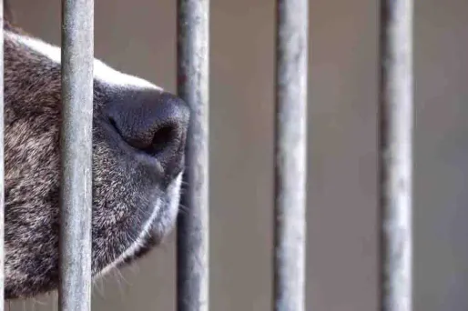 L'ouvrage de 1.058 pages vendu au prix de 49 euros, a nécessité plus d'un an de travail.