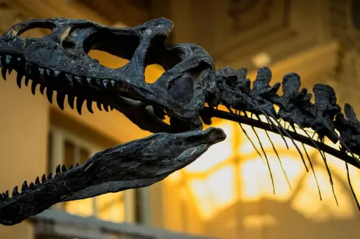 Le squelette de l'allosaurus, un carnivore dont l'espèce s'est éteinte il y a 135 millions d'années, est complet à 60%. (Illustration)