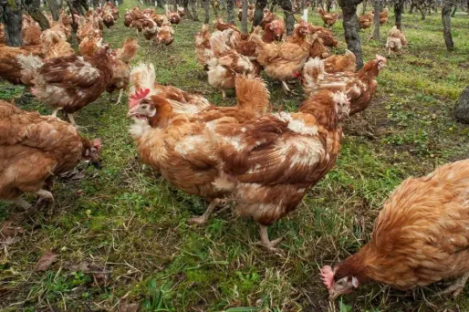 En ville, les poules sont à la mode : "un petit air de campagne… et des œufs frais !"