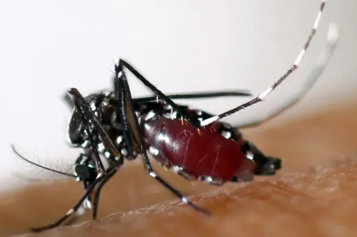 Porter des vêtements longs, amples et clairs aide à lutter contre le moustique tigre.