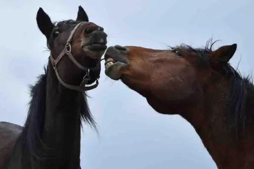 Des pompiers et des policiers municipaux ont participé à l'opération de secours de l'équidé d'une demi-tonne. (Illustration)