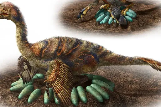 Chez les oviraptorosaures, la disposition des œufs se faisait toujours en anneau.