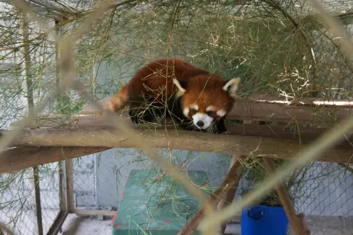 Seuls trois des six pandas roux retrouvés au Laos sont encore en vie.