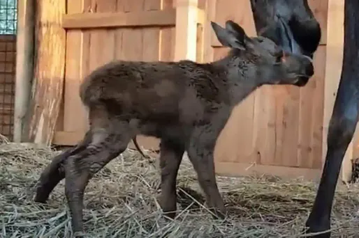 La naissance de jumeaux est assez fréquente chez les élans mais reste une première en France.