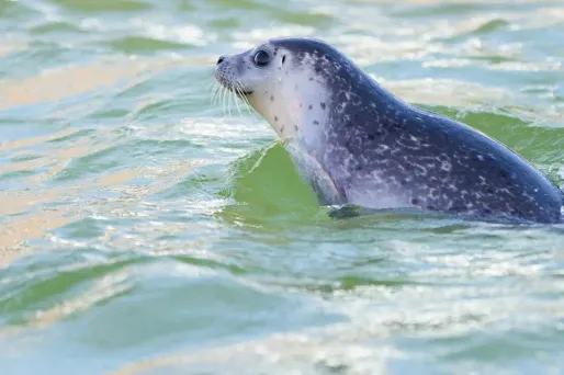 Entre 500 et 600 phoques, gris et veau marin, vivent au large des côtes du nord de la France. (image d'illustration)