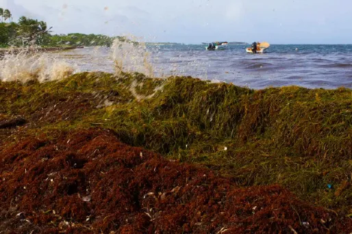 Ces derniers jours, le préfet de Martinique a multiplié les sorties sur le terrain pour se rendre compte de l'étendu du phénomène. (Illustration)