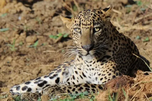 léopard sri lanka 1280