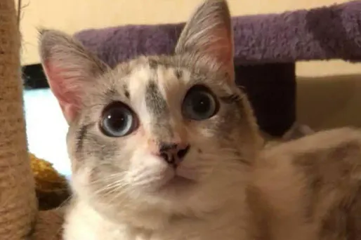 Recueillie après les mauvais traitements qu'elle a subis, Cookie est morte mi-mai.