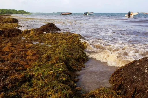 L'État va débloquer 10 millions d'euros sur deux ans pour dégager les plages antillaises des algues brunes qui les polluent