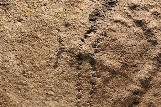 empreintes, fossiles, chine crédit : HO / VIRGINIA TECH UNIVERSITY / AFP - 1280