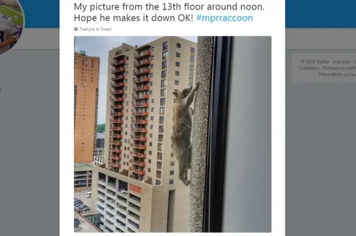 raton-laveur crédit : capture d'écran Twitter / Johnson88Ben - 1280