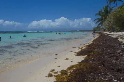 Les sargasses s'amoncellent sur les plages martiniquaises.