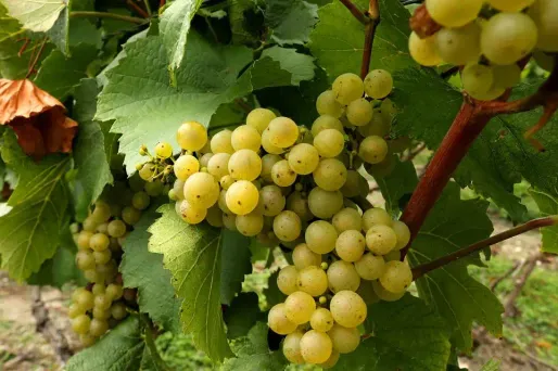 raisin, vin, champagne crédit : FRANCOIS NASCIMBENI / AFP - 1280