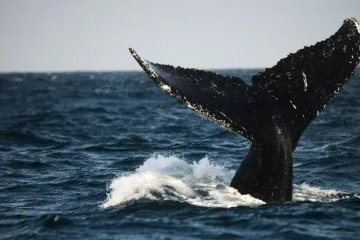 La baleine a été trouvée à peine vivante à proximité de la frontière avec la Malaisie (image d'illustration).