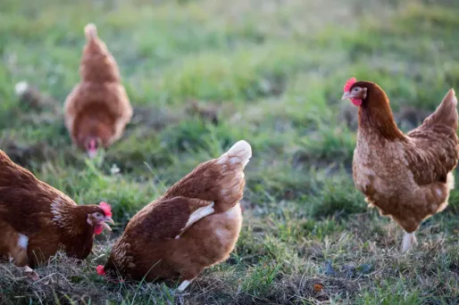 Un  «rare» cas humain de grippe aviaire détecté en Angleterre