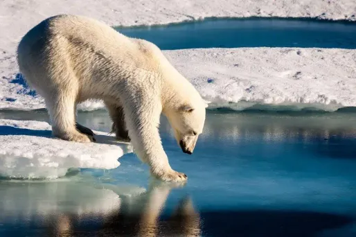 L'ours a été abattu peu après l'attaque (image d'illustration)