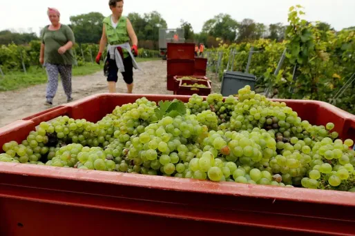 champagne recolte 1280