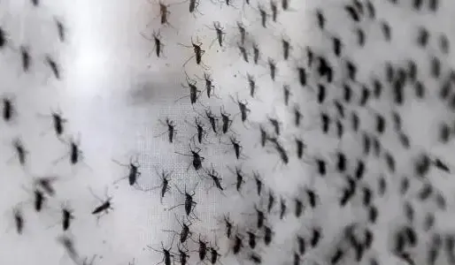 Pour le maire de la commune, l'arrêté pris contre les moustiques n'est pas responsable de la baisse du nombre de moustiques.