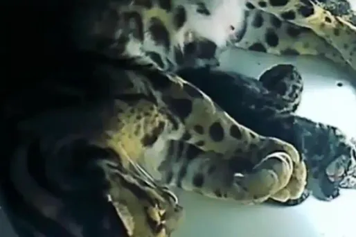 Les sexes des panthères seront confirmés dans les prochaines semaines.