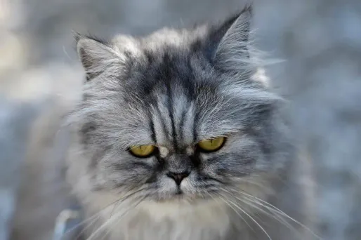L'homme a reconnu avoir "luxé" les pattes de plusieurs chats.