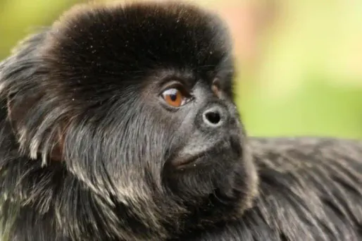 Un petit tamarin de Goeldi a été volé vendredi au Natur'zoo de Mervent.