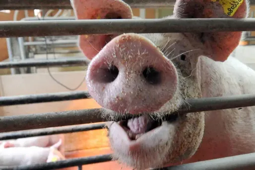 La moitié de la population mondiale de porcs est élevée en Chine.